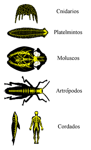 Desde hace 500 millones de años (otras organizaciones nerviosas)
