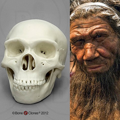 Hace 200.000 a 30.000 años (homo neanderthalensis)