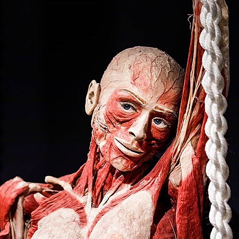Body Worlds