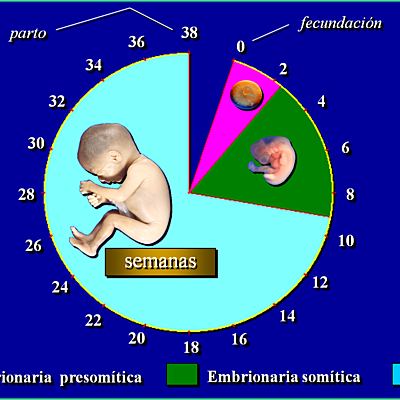 Timeline: DESARROLLO PRENATAL.