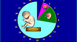 Timeline: DESARROLLO PRENATAL.