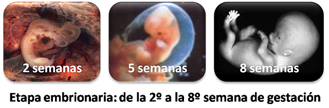 Etapa Embrionaria ( dos a ocho semanas)
