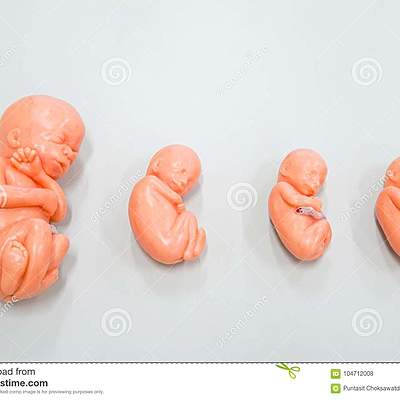 Timeline: El desarrollo prenatal