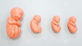 Timeline: El desarrollo prenatal