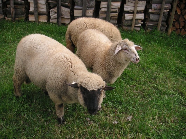 Dolly the sheep cloned