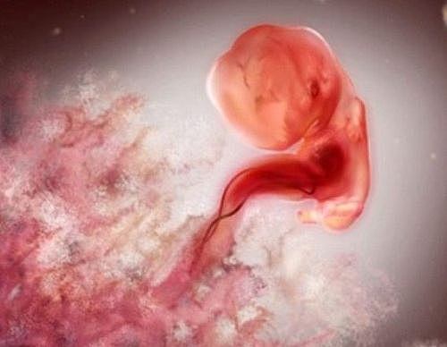 segunda semana de gestación