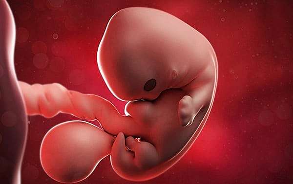 semana séptima de gestación