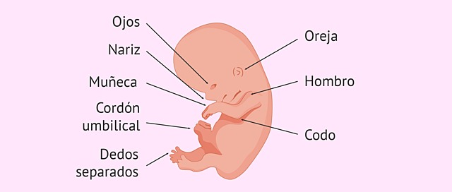 novena semana de gestación