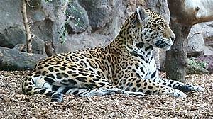Jaguar