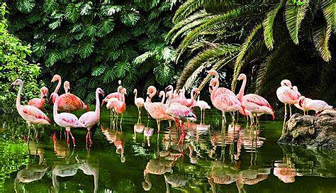 Flamingos