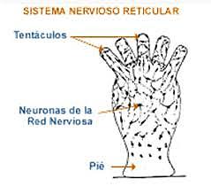 Aparición del sistema nervioso reticular o difuso