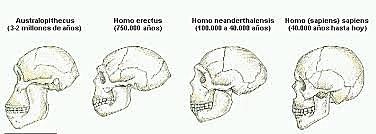 Características únicas del cerebro de los homínidos