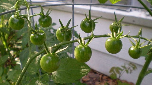 First genetically engineered food product, the Flavr Slavr tomato, receives US FDA approval