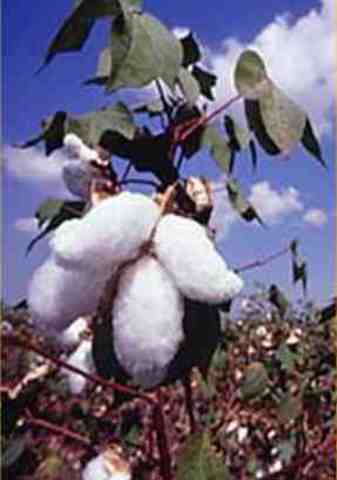 Bt cotton is grown commercially in Australia