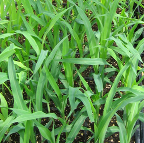 UK approves its first commercial biotech crop