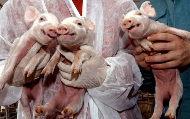 US FDA conclude that food and food products derived from clone animals or offsprings are safe to eat