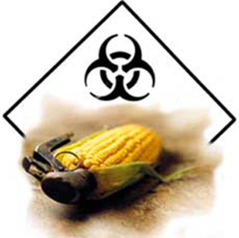 Monsanto's GMO corn linked to organ failure