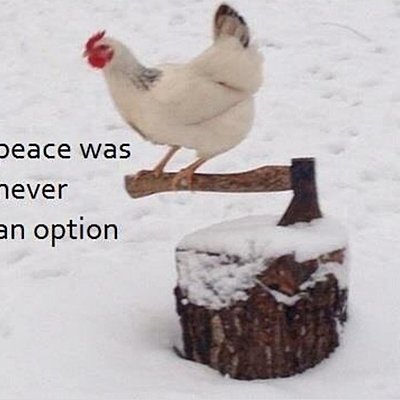 Timeline: Mi timeline