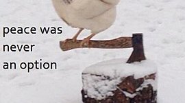 Timeline: Mi timeline