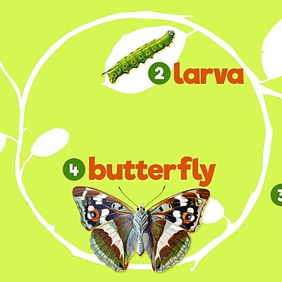 Timeline: Butterfly life of cycle