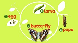 Timeline: Butterfly life of cycle