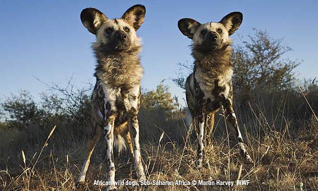 La sabana arbolada de Miombo desaparece poco a poco