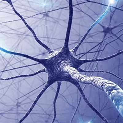 Timeline: Surgimiento y evolución del sistema nervioso (cerebro)