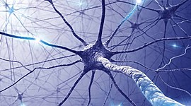 Timeline: Surgimiento y evolución del sistema nervioso (cerebro)