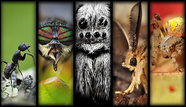 S.A Forbes. Publicó El lago como microcosmos y describió este medio como un organismo complejo.