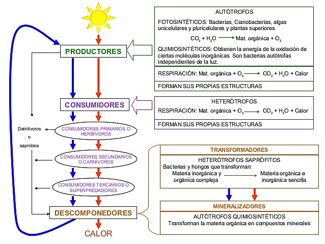 Lindemann presentó un esquema de flujo de energía en el interior del ecosistema.