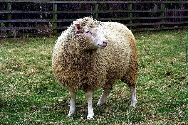 Dolly the sheep was the first mammal to be successfully cloned from an adult cell.