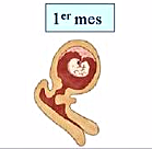 Primer Mes - Etapa Germinal