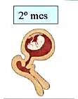 Segundo Mes - Etapa Embrionaria