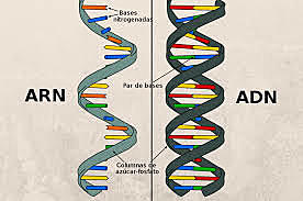 Descubrimiento del ADN Y ARN