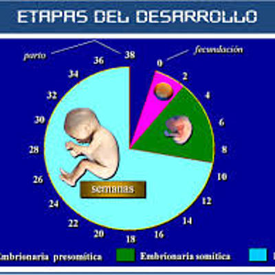 Timeline: DESARROLLO PRENATAL