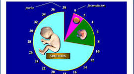 Timeline: DESARROLLO PRENATAL