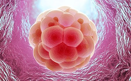 Periodo Germinal Semana 2