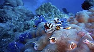 Surgimiento del primer cerebro