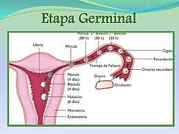 OVULO (etapa germinal)