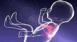 Timeline: DESARROLLO PRENATAL