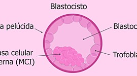 Timeline: DESARROLLO PRENATAL