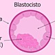 Blastocisto