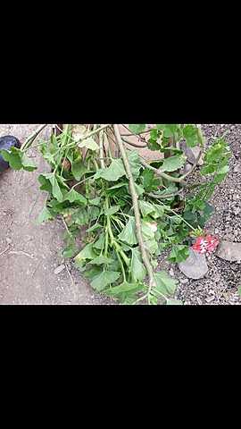 Corte de los esquejes