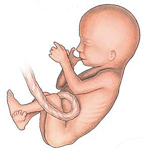 Fetal