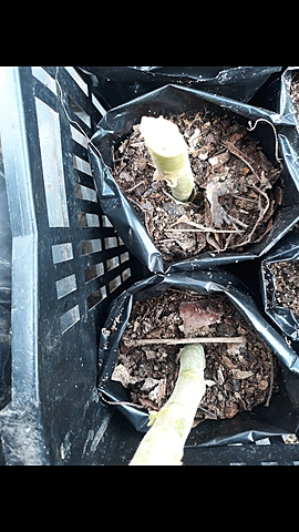 Siembra de las plantas