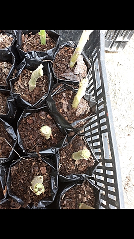 Observasión de plantas