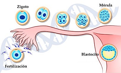 Primera semana: Germinal
