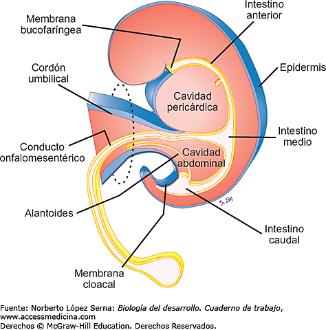 Semana 3 y 4: Embrionario