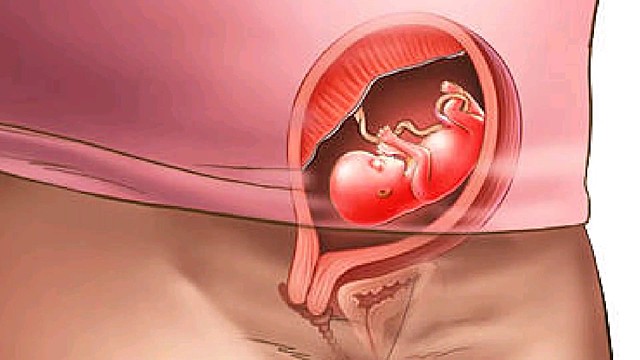 Segundo trimestre, semana 13-26