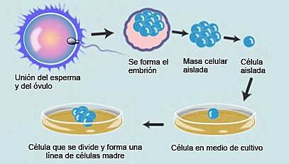 continuación periodo germinal